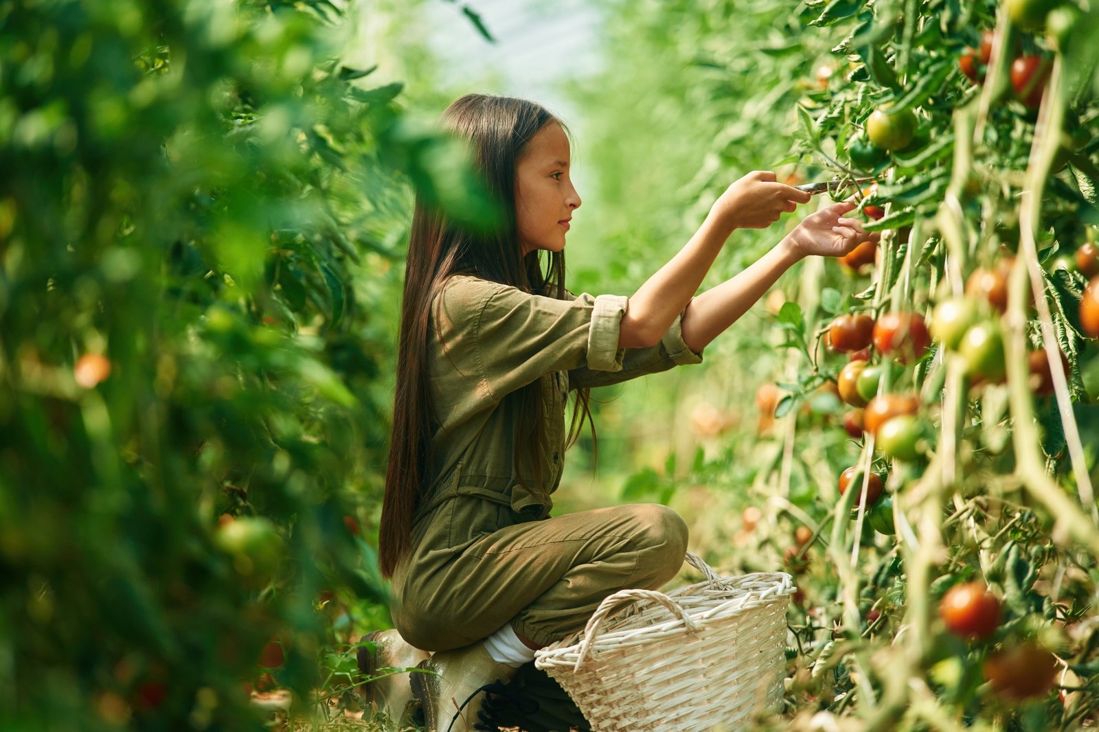 Side view, working. Little girl is in the garden with tomatoes