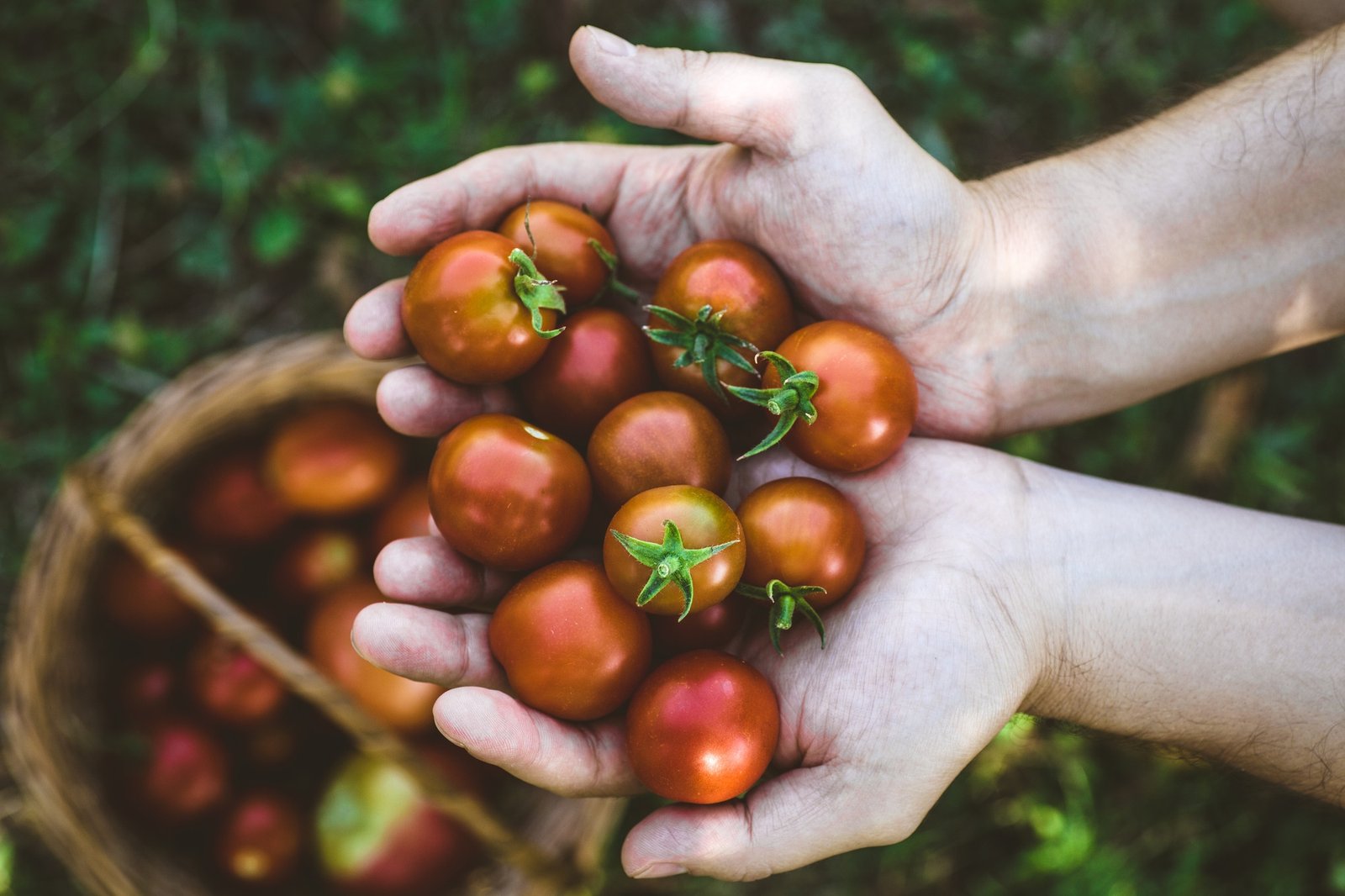 Tomatoes